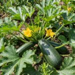 Graines de courgette verte de Milan, paquet de 15 graines