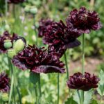 Graines de PAVOT Black Peony - Sachet de 1500 graines