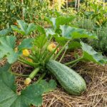 Graines de courgette Grisette de Provence Greyzini, sachet de 15 graines