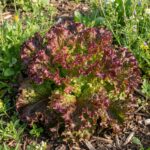 Sachet de 500 graines de laitue à couper Lollo Rossa pour potager et jardin