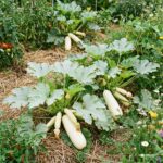 Paquet de graines COURGETTE Bianca di Trieste - 15 graines
