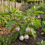 Graines AUBERGINE Violette de Florence - paquet de 30 graines