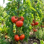 Graines de tomate Reine de Sainte Marthe, paquet de 30 graines