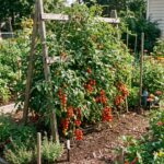 Graines de tomate Barbaniaka - Sachet de 30 graines pour semis