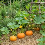 Graines de courge petite sucrée - Paquet de 15 graines de semences de courge