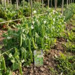 Graines de pois nain Merveille de Kelvedon grain ridé