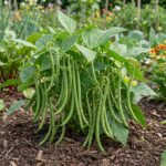 Graines de haricot nain Cupidon variété légume de jardin