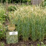 Graines de seigle vivace perenne 150 graines pour semis
