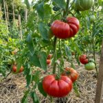 Graines de tomate Beefsteak - paquet de 30 graines