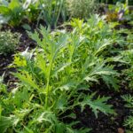Graines de CHOU Mizuna - Paquet de 250 graines pour semis et jardinage