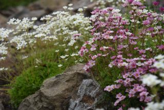 Saxifraga arendsii