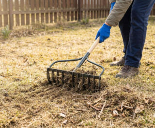 Scarification de la pelouse après hiver