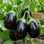 aubergine black beauty