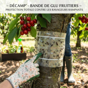 bande ruban glu insecte fruitiers