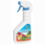 maladie tache foliaire - taches sur les feuilles