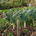 Poireau Monstrueux d'Elbeuf - 500 graines bio