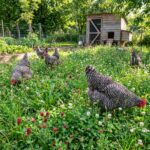 Mélange Prairie pour les Poules Vivaces pour 20 m² - 100 graines bio