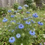 Nigelle de Damas Double Variée - 1000 graines bio