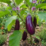 AUBERGINE Violette de Toulouse - 30 graines bio