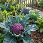 CHOU FLEUR Violet de Sicile - 50 graines bio