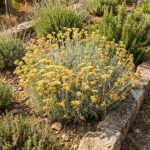 HELICHRYSE Plante Curry - 250 graines bio