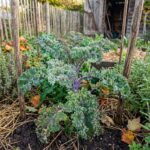 CHOU FRISE Kale Roter Grunkohl - 200 graines bio