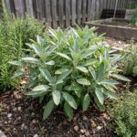 SAUGE Officinale - 150 graines bio