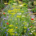 Mélange Fleuri Auxiliaires Pollinisateurs Annuelles pour 5 à 20 m² - 20 graines Bio