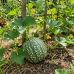 COURGE de Siam - 15 graines bio