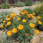 Pavot de Californie - 800 graines bio
