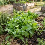 Roquette Cultivée - 1000 graines bio