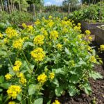 Moutarde Blanche Annuelle pour 50 à 75 m² - 150 graines bio
