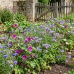 Mélange Fleuri Mellifère et Améliorant Annuelles pour 5 à 20 m² - 20 graines bio