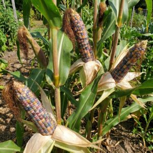 MAÏS POP CORN Glass Gem - 50 graines BIO