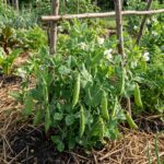 POIS NAIN Douce Provence grain rond - env.42 graines BIO