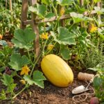 Courge Vegetable Spaghetti - 15 graines BIO