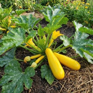Courgette Jaune - 15 graines BIO