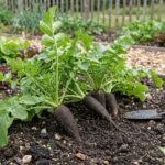 Navet Noir Long - 250 graines BIO