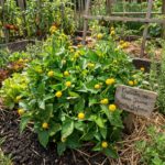 CRESSON de Para Jaune Bredy Mafana - 250 graines BIO