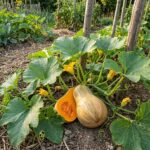 Courge Musquée Sucrine du Berry - 15 graines BIO