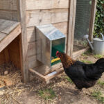 mangeoire poules