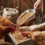 Pelle à Grain en Aluminium 1kg - Doseur Pratique pour Volailles et Animaux