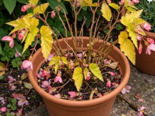 Bégonia avec boutons floraux tombés au sol et feuilles jaunissantes en pot en été