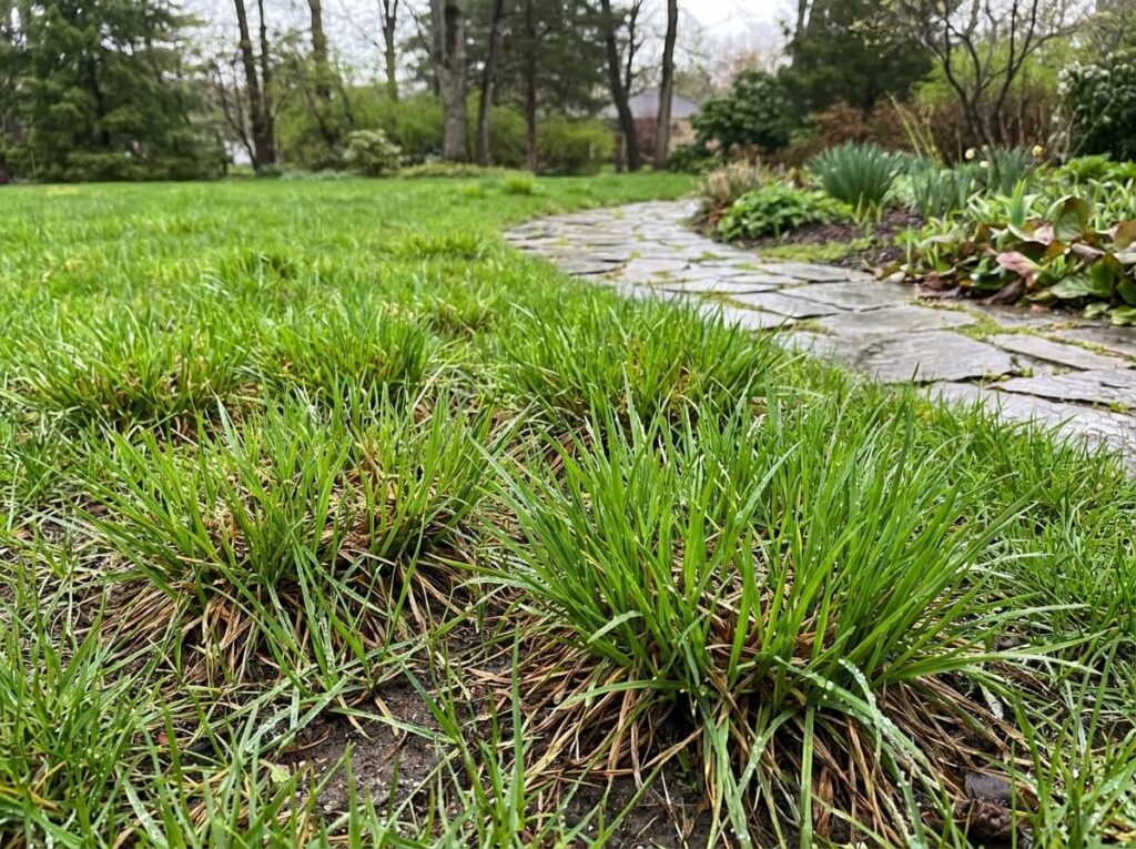 Pelouse d'un jardin verdissant après la pluie en été, touffes de gazon qui reprennent vie après dormance estivale