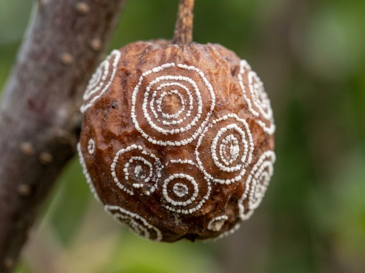 Gros plan sur un fruit momifié couvert de cercles blancs caractéristiques de la moniliose