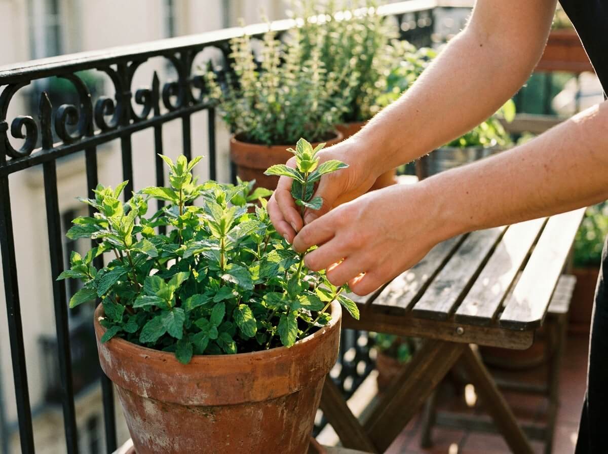 Mains récoltant des tiges de menthe fraîche dans un pot en terre cuite sur balcon ensoleillé