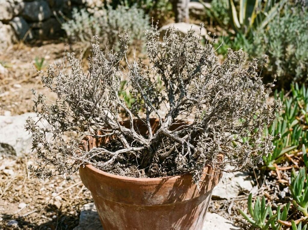Touffe de thym lignifiée et grisâtre sur pied en plein soleil d'été dans un pot en terre cuite