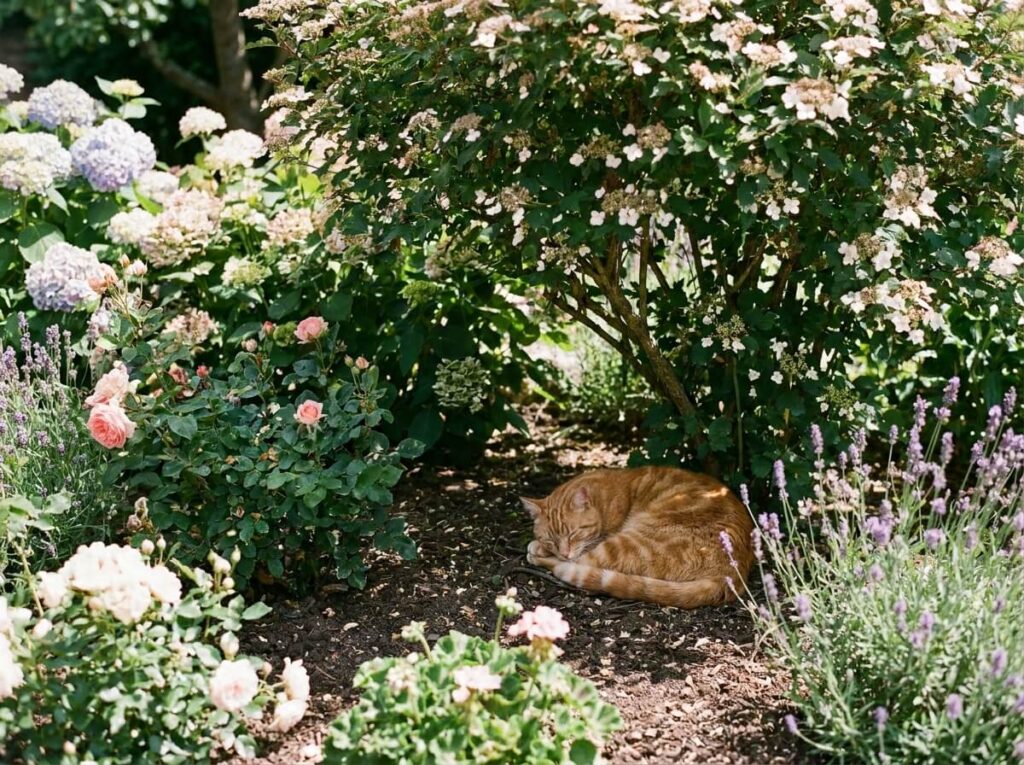 Chat roux allongé à l'ombre d'un arbuste fleuri dans un jardin ensoleillé en été