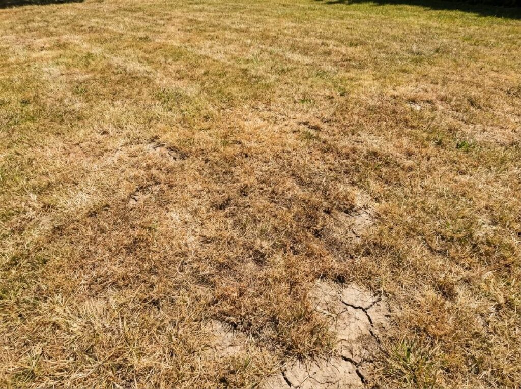 Pelouse tondue trop ras en plein été avec herbe jaunie et brûlée par le soleil