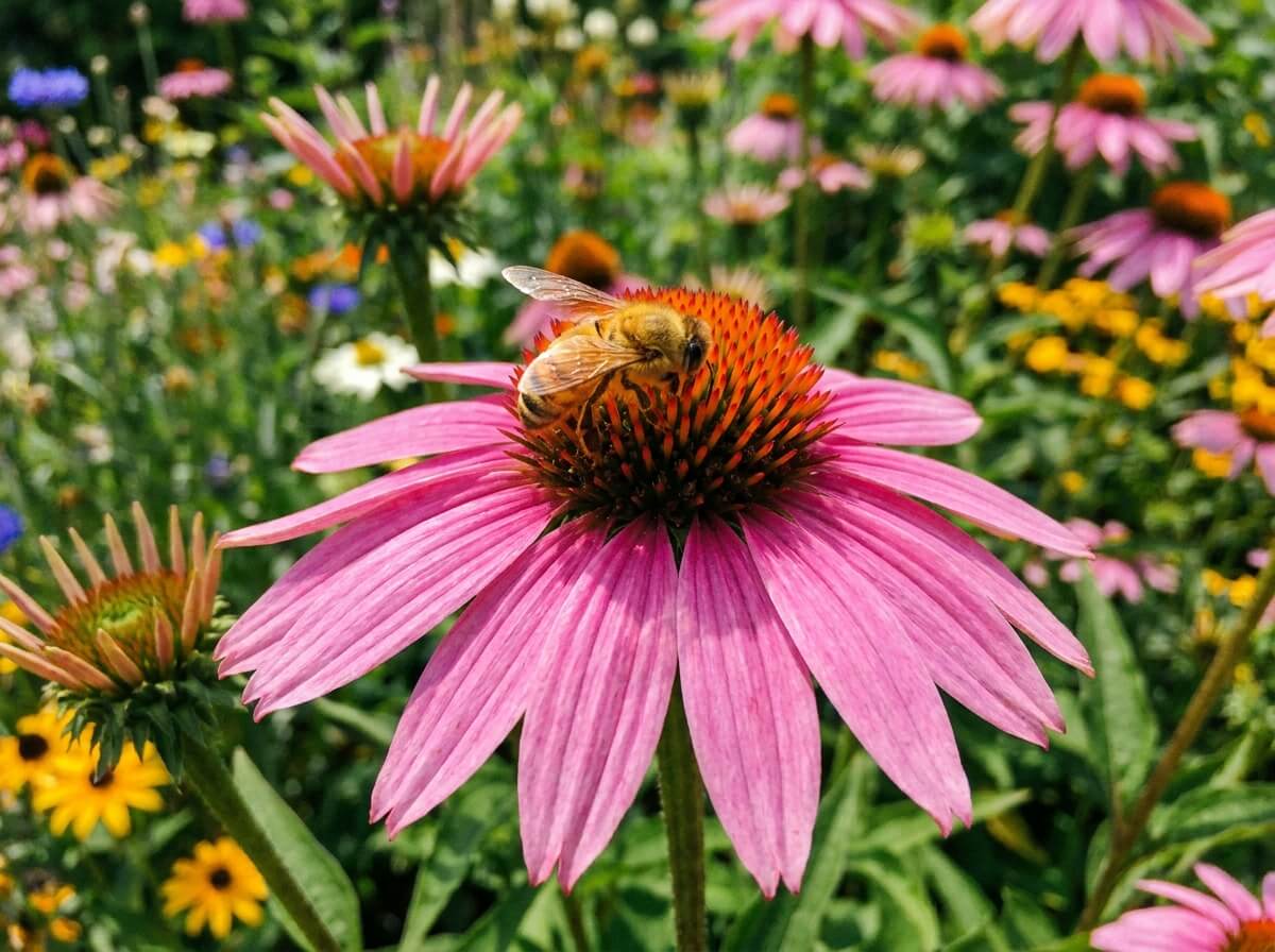 Gros plan sur une fleur d'échinacée rose vif visitée par une abeille dorée en plein soleil estival